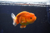 Juvenile Lionchu  Red White 3.5 Inch (ID#1018R11b-38) Free2Day SHIPPING