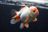 Thai Oranda  Tricolor 5.5 Inch (ID#411T2c-96) Free2Day SHIPPING