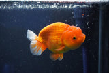 Juvenile Lionchu  Red White 3.5 Inch (ID#1018R11b-38) Free2Day SHIPPING