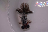 Butterfly  Calico 3.5 Inch (ID#1210B8b-60) Free2Day SHIPPING