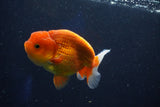 Juvenile Lionchu  Red White 3.5 Inch (ID#1018R11b-38) Free2Day SHIPPING