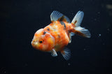 Yuan Bao Oranda  Calico 4 Inch (ID#311Yb10b-44) Free2Day SHIPPING