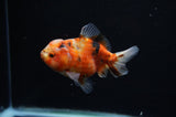 Yuan Bao Oranda  Calico 4 Inch (ID#311Yb10b-44) Free2Day SHIPPING