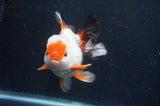 Thai Oranda  Tricolor 5.5 Inch (ID#411T2c-96) Free2Day SHIPPING