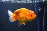 Juvenile Lionchu  Red White 3.5 Inch (ID#1018R11b-38) Free2Day SHIPPING