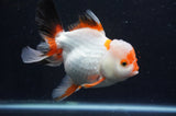 Thai Oranda  Tricolor 5.5 Inch (ID#411T2c-96) Free2Day SHIPPING