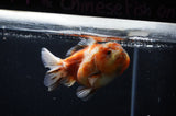 Yuan Bao Oranda  Calico 4 Inch (ID#311Yb10b-44) Free2Day SHIPPING