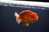 Juvenile Lionchu  Red White 3.5 Inch (ID#1018R11b-38) Free2Day SHIPPING