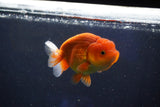 Juvenile Lionchu  Red White 3.5 Inch (ID#1018R11b-38) Free2Day SHIPPING