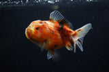 Yuan Bao Oranda  Calico 4 Inch (ID#311Yb10b-44) Free2Day SHIPPING
