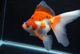 Ryukin Long Tail Red White 5.5 Inch (ID#1224Ry7b-4) Free2Day SHIPPING