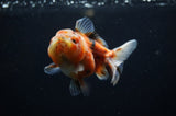 Yuan Bao Oranda  Calico 4 Inch (ID#311Yb10b-44) Free2Day SHIPPING