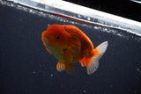 Juvenile Lionchu  Red White 3.5 Inch (ID#1018R11b-38) Free2Day SHIPPING