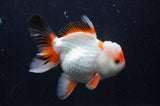 Thai Oranda  Tricolor 5.5 Inch (ID#411T2c-96) Free2Day SHIPPING