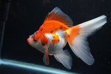 Ryukin Long Tail Red White 5.5 Inch (ID#1224Ry7b-4) Free2Day SHIPPING