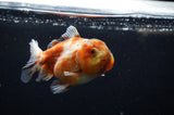 Yuan Bao Oranda  Calico 4 Inch (ID#311Yb10b-44) Free2Day SHIPPING