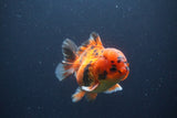 Short Body Thai Oranda  Tiger Calico 3.5 Inch (ID#1112To14b-65) Free2Day SHIPPING