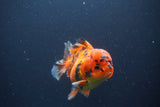 Short Body Thai Oranda  Tiger Calico 3.5 Inch (ID#1112To14b-65) Free2Day SHIPPING