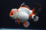 Thai Oranda  Tricolor 5.5 Inch (ID#411T2c-96) Free2Day SHIPPING