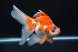 Ryukin Long Tail Red White 5.5 Inch (ID#1224Ry7b-4) Free2Day SHIPPING