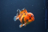 Short Body Thai Oranda  Tiger Calico 3.5 Inch (ID#1112To14b-65) Free2Day SHIPPING