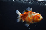Yuan Bao Oranda  Calico 4 Inch (ID#311Yb10b-44) Free2Day SHIPPING