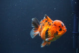 Short Body Thai Oranda  Tiger Calico 3.5 Inch (ID#1112To14b-65) Free2Day SHIPPING