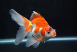 Ryukin Long Tail Red White 5.5 Inch (ID#1224Ry7b-4) Free2Day SHIPPING