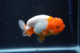 Juvenile Lionchu  Red White 3.5 Inch (ID#1022R11b-27) Free2Day SHIPPING