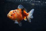 Yuan Bao Oranda  Calico 4 Inch (ID#311Yb10b-44) Free2Day SHIPPING