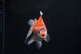 Ryukin Long Tail Red White 5.5 Inch (ID#1224Ry7b-4) Free2Day SHIPPING