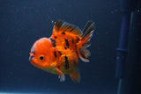 Short Body Thai Oranda  Tiger Calico 3.5 Inch (ID#1112To14b-65) Free2Day SHIPPING