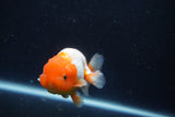 Juvenile Lionchu  Red White 3.5 Inch (ID#1022R11b-27) Free2Day SHIPPING