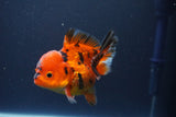 Short Body Thai Oranda  Tiger Calico 3.5 Inch (ID#1112To14b-65) Free2Day SHIPPING