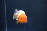 Juvenile Lionchu  Red White 3.5 Inch (ID#1022R11b-27) Free2Day SHIPPING