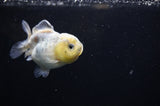 Yuan Bao Oranda  Granite 3.5 Inch (ID#311Yb10b-45) Free2Day SHIPPING