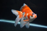 Ryukin Long Tail Red White 5.5 Inch (ID#1224Ry7b-4) Free2Day SHIPPING