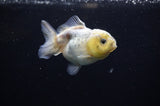 Yuan Bao Oranda  Granite 3.5 Inch (ID#311Yb10b-45) Free2Day SHIPPING