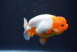 Juvenile Lionchu  Red White 3.5 Inch (ID#1022R11b-27) Free2Day SHIPPING