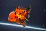 Short Body Thai Oranda  Tiger Calico 3.5 Inch (ID#1112To14b-65) Free2Day SHIPPING