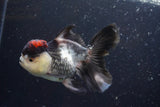 Thai Oranda  Tricolor 4.5 Inch (ID#920To1b-32) Free2Day SHIPPING Please see notes