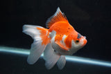 Ryukin Long Tail Red White 5.5 Inch (ID#1224Ry7b-4) Free2Day SHIPPING