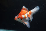 Ryukin Long Tail Red White 5.5 Inch (ID#1224Ry7b-4) Free2Day SHIPPING