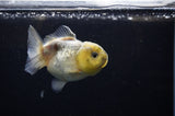 Yuan Bao Oranda  Granite 3.5 Inch (ID#311Yb10b-45) Free2Day SHIPPING