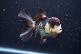 Thai Oranda  Tricolor 4.5 Inch (ID#920To1b-32) Free2Day SHIPPING Please see notes