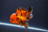 Short Body Thai Oranda  Tiger Calico 3.5 Inch (ID#1112To14b-65) Free2Day SHIPPING