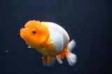 Juvenile Lionchu  Red White 3.5 Inch (ID#1022R11b-27) Free2Day SHIPPING