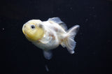 Yuan Bao Oranda  Granite 3.5 Inch (ID#311Yb10b-45) Free2Day SHIPPING