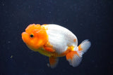 Juvenile Lionchu  Red White 3.5 Inch (ID#1022R11b-27) Free2Day SHIPPING