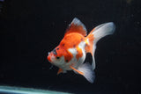 Ryukin Long Tail Red White 5.5 Inch (ID#1224Ry7b-4) Free2Day SHIPPING